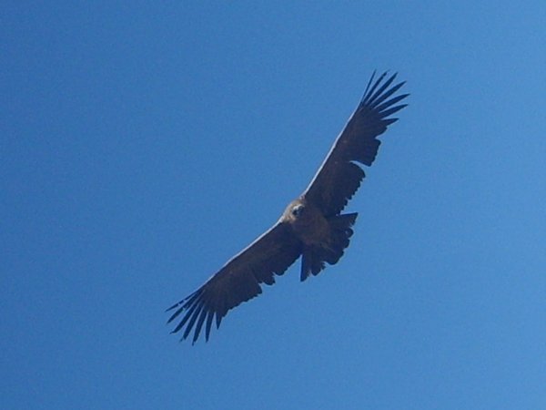 Condor in Full Flight