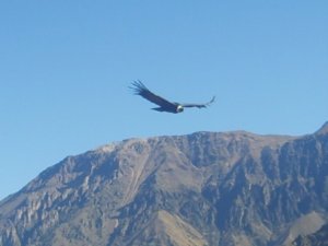 Another Condor