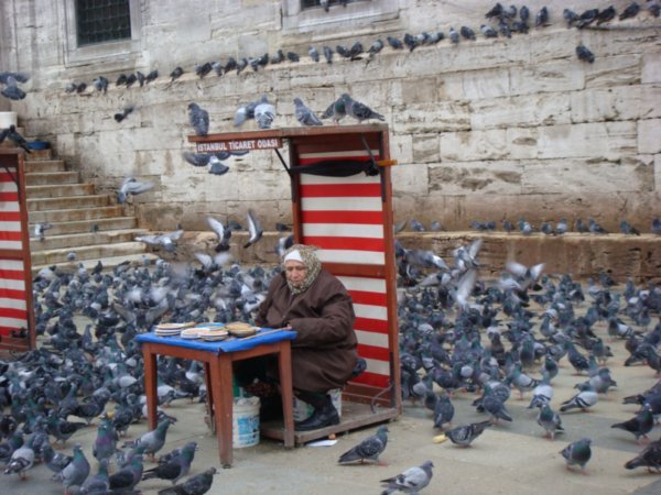  istambul ladies and pigeons