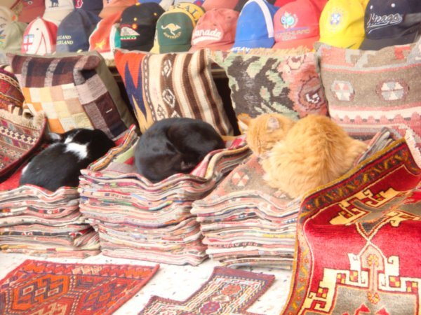 istanbul cats