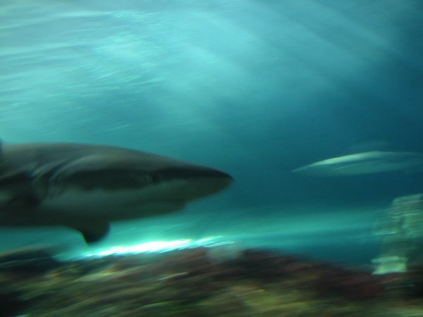 Shark at the Aquarium
