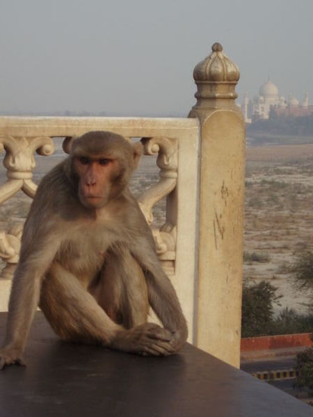 Monkey + Taj