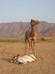 Desert + Camel