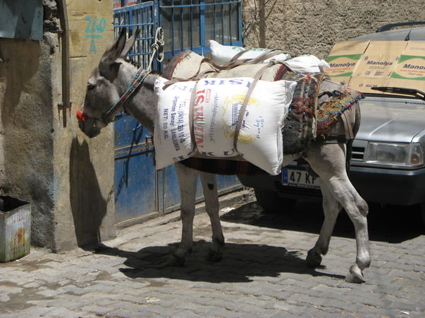 Donkey in Mardin
