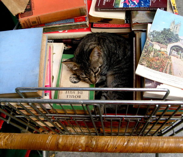 shopping cart full of books and cats