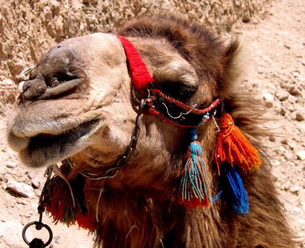 Camel at Palmyra