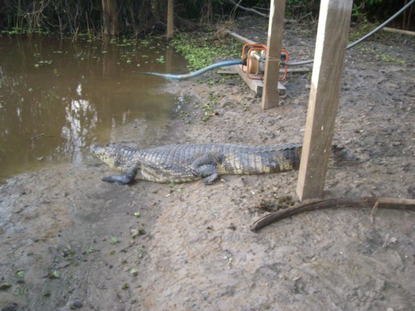 Wild crocodile, very close
