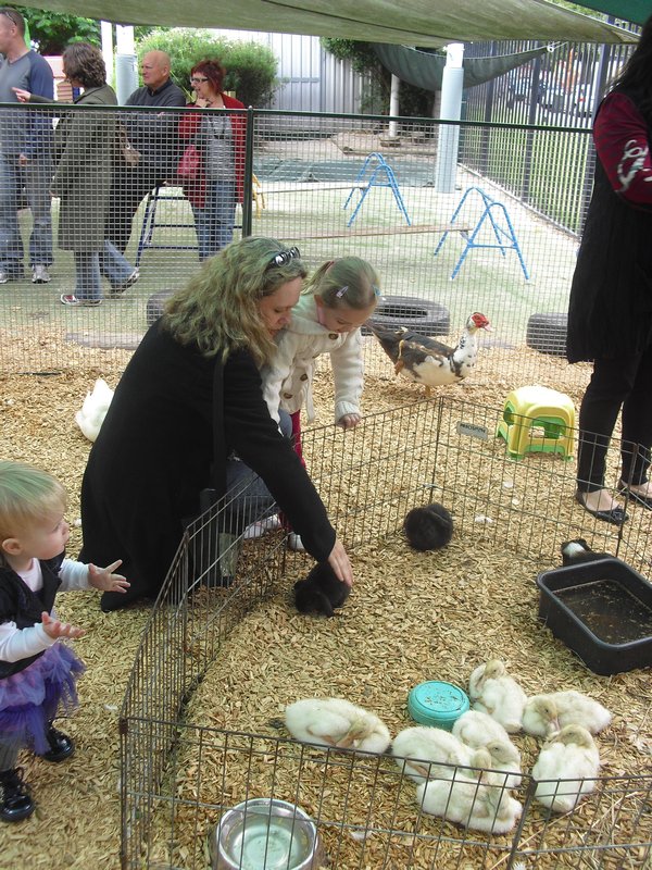 Baby animals at the kinder's fair