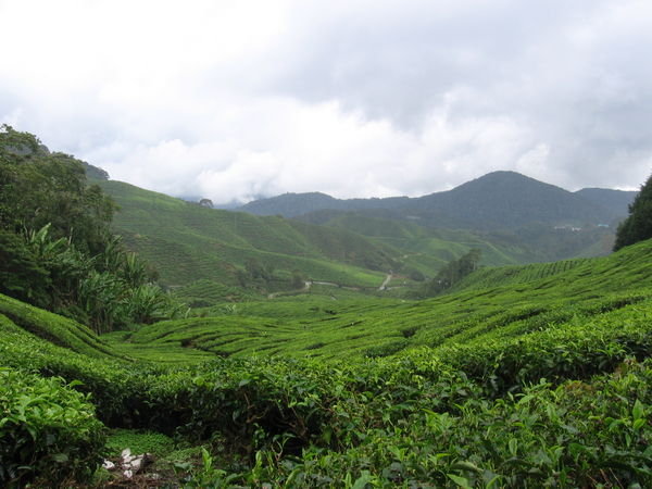 Tea Plantation...