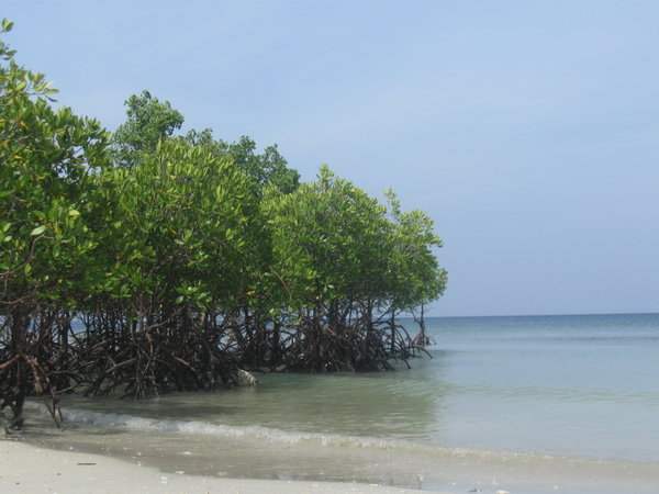 Mangrove forest
