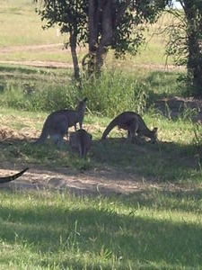 Roos in the Wild