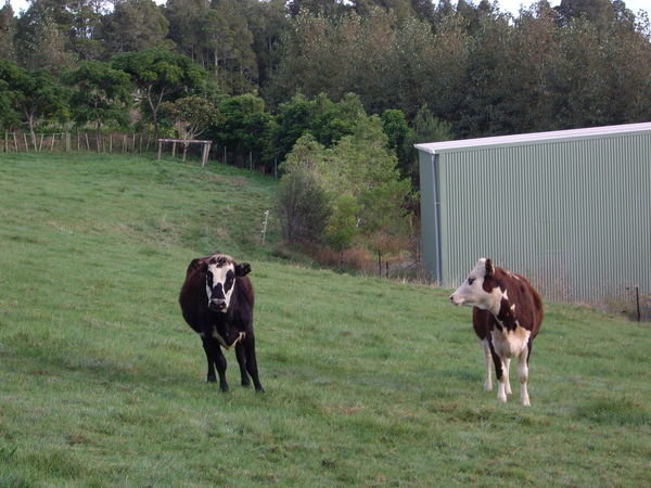 Cows are in the Meadow