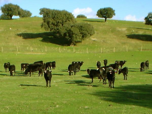 The Bull Farm