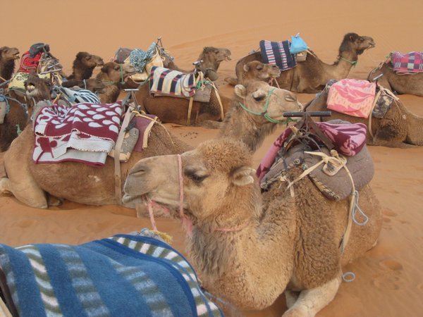 TIRED CAMELS