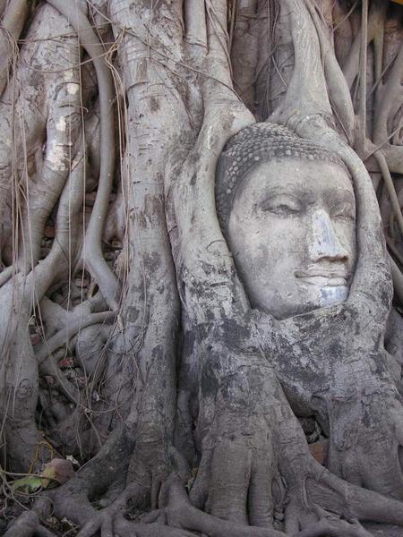Bodhi Tree Buddha
