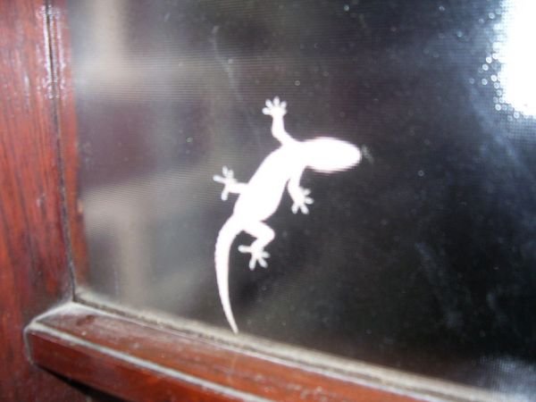 Our Gecko Friend