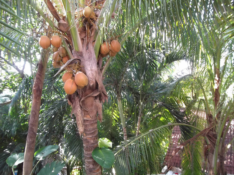 Coconuts anyone