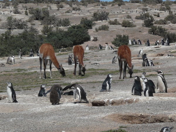 Punta Tombo: Guanacos inmitten von Pinguinen