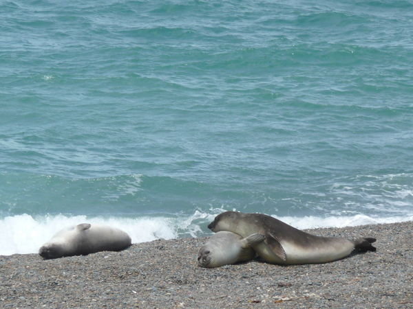 Seeelefanten beim Faulenzen auf der Península Valdés