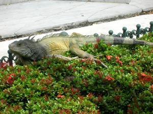 roaming iguanas in guayaquil, ecuador