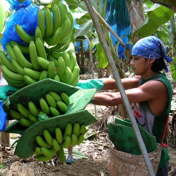 Dole banana worker