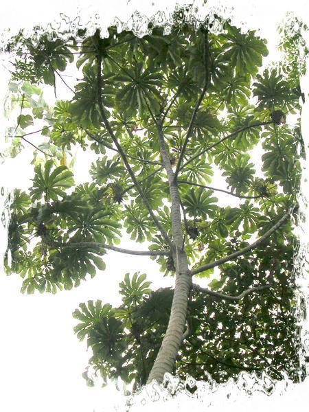 cecropia tree