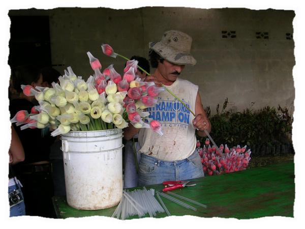 flowers being prepared for shipment to the U.S that same day