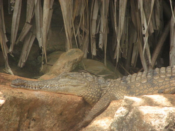 salt water croc