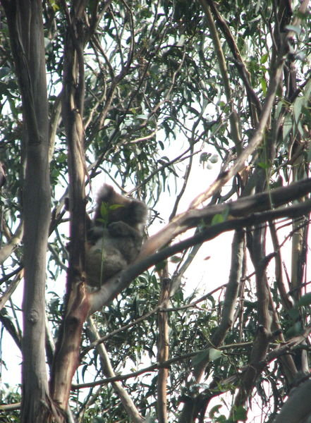 koala sighting!!!