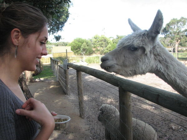 nichole and the alpaca that scared the crap out of me