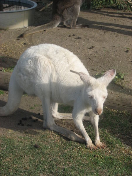 the albino kangaroo!