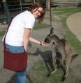 me wth the roo