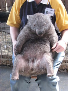 wilma the wombat!