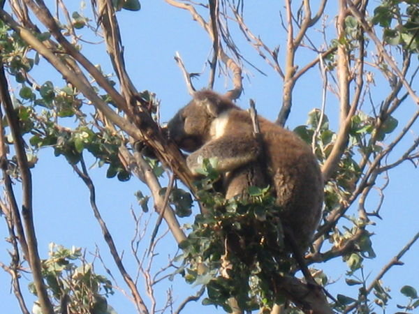 koala sighting!