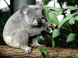 i want a koala