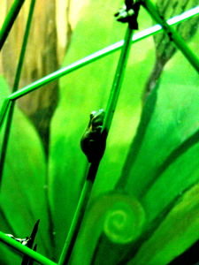 teeny tiny frog