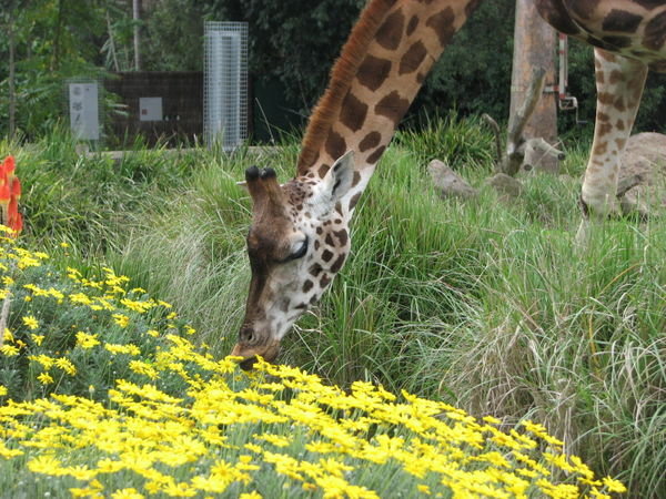 giraffee