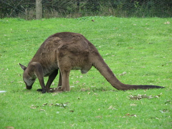 dads first kangaroos!