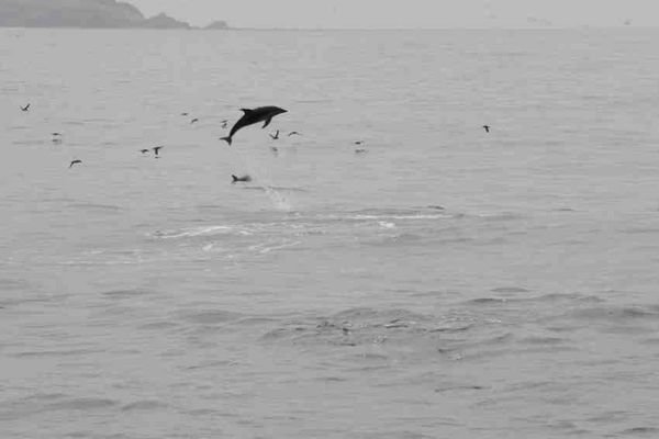 Dolphin Leaping into air