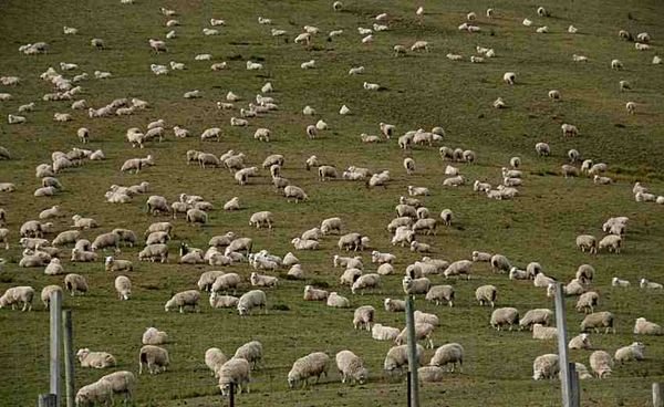 Just a few sheep