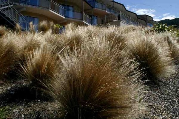 Bronze grasses out our motel