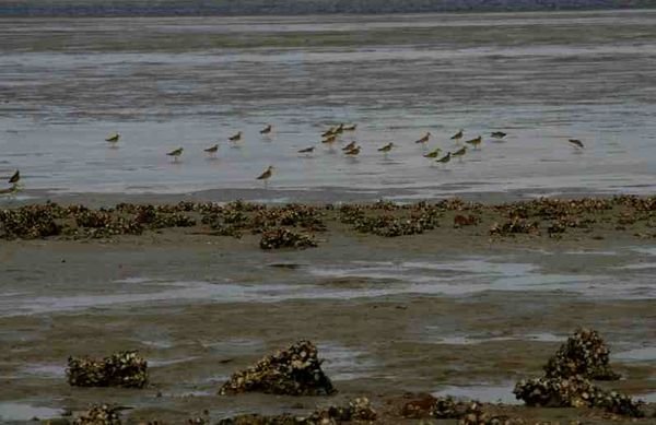 Birds and mussels at Tin Can Bay