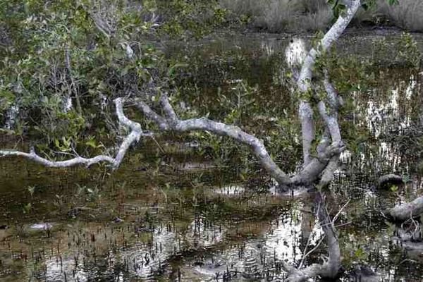 Mangroves at Tin Can Bay