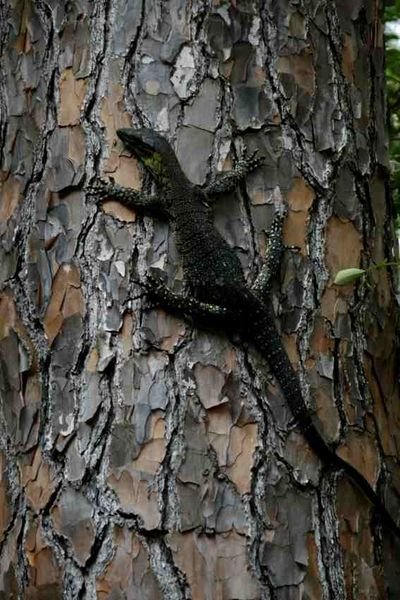 Iguana  resting on a pine tree