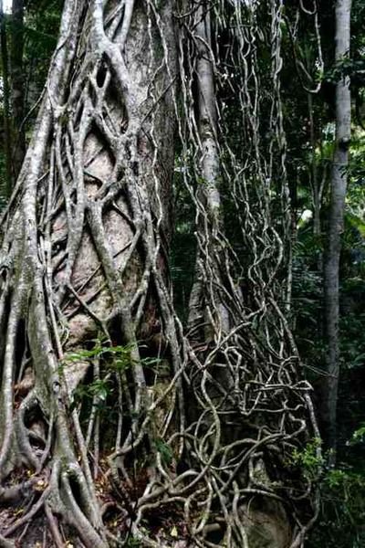 Strangler fig wrapping it's tendrils round a tree