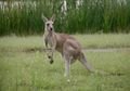 A wild kangaroo in the park at Tannum Sands