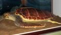 Model of a loggerhead turtle