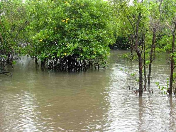 Mangroves at Pandanus Beach
