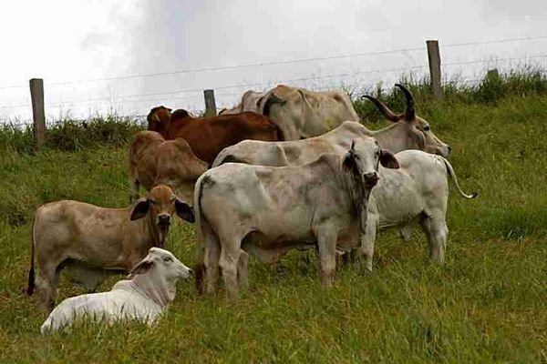 Brahmin cattle