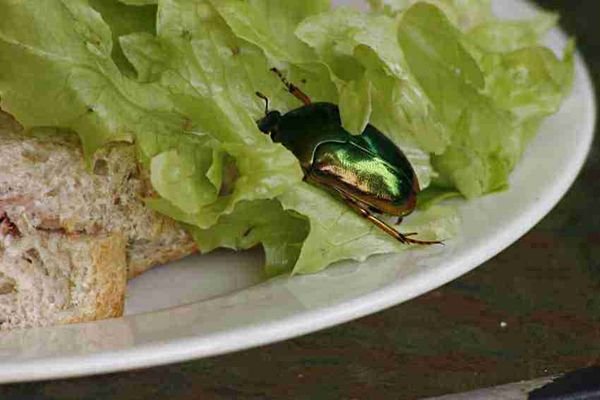 Beetle tucking in to my lettuce